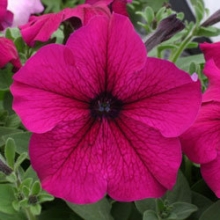 Петуния грандифлора Призм Руби [1000 драже] - ООО «Семена Тут»