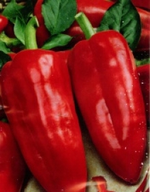 Перец Виктория (инкруст. семена) - ООО «Семена Тут»