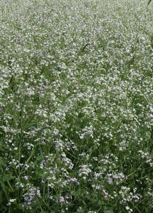Редька масличная Тамбовчанка - ООО «Семена Тут»