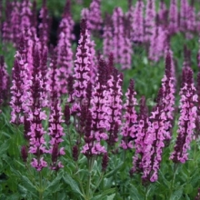 Шалфей дубравный Нью Дайменшн Роуз [100 шт] - ООО «Семена Тут»