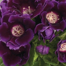 Глоксиния Аванти F1 Блю [100 драже] - ООО «Семена Тут»