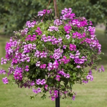 img-1: Пеларгония плющелистная Рич Аут Лайт Парпл [100 шт] - ООО «Семена Тут»