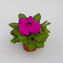 Петуния грандифлора Эспрессо Грандэ Парпл [1000 драже] - ООО «Семена Тут»