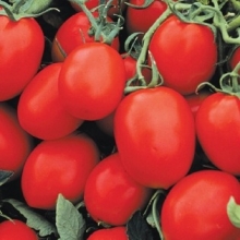 Томат Фриско F1* - ООО «Семена Тут»