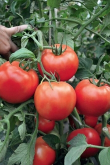 img-1: Томат Хабль F1 - ООО «Семена Тут»