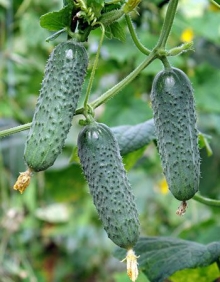 Огурец Мадита F1 - ООО «Семена Тут»