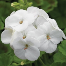 Пеларгония зональная Пинто Премиум Вайт [100 шт] - ООО «Семена Тут»