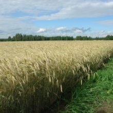 Рожь озимая Татьяна (1 кг) - ООО «Семена Тут»