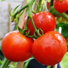 Томат Сибирский скороспелый - ООО «Семена Тут»
