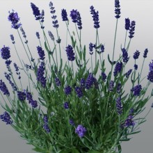 Лаванда Промис [1000 шт] - ООО «Семена Тут»