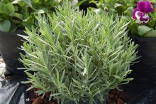 img-1: Лаванда Промис [1000 шт] - ООО «Семена Тут»