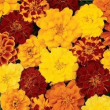 Бархатцы отклоненные Дуранго Микс [100 шт] - ООО «Семена Тут»