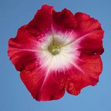 Петуния мультифлора Селебрити Ред Морн [50 драже] - ООО «Семена Тут»