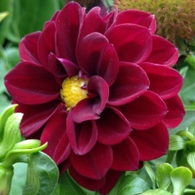 Георгина Фигаро Виолет Шейдес [50 шт] - ООО «Семена Тут»