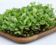 img-3: Цикорий листовой красный Россо МЗ - ООО «Семена Тут»