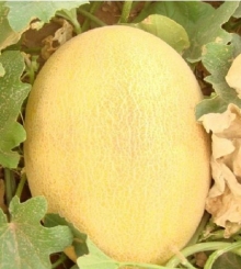 Дыня Регби - ООО «Семена Тут»