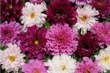 img-1: Космея Махровая кнопка [1 гр] - ООО «Семена Тут»