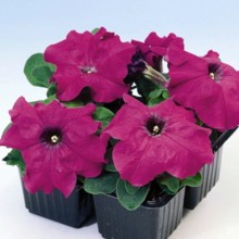 img-1: Петуния грандифлора Лимбо Джи Пи Виолет [1000 драже] - ООО «Семена Тут»