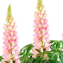 Люпин Люпини Пинк Шейдес [100 шт] - ООО «Семена Тут»