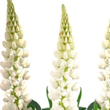 Люпин Люпини Вайт [1000 шт] - ООО «Семена Тут»