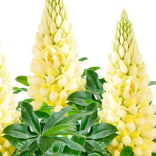 Люпин Люпини Еллоу [1000 шт] - ООО «Семена Тут»