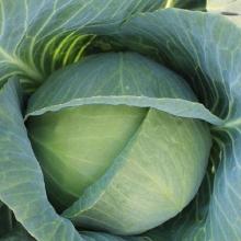 Капуста белокочанная Континент F1 (инкруст. семена) - ООО «Семена Тут»