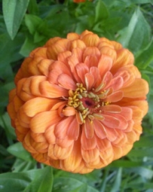 Цинния Мастер Бронз [250 шт] - ООО «Семена Тут»