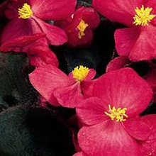 Бегония вечноцветущая Сенатор Ай Кью Дип Роуз [1000 драже] - ООО «Семена Тут»