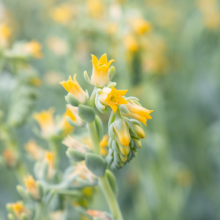 img-2: Эхеверия Урбан Еллоу [100 драже] - ООО «Семена Тут»