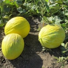 Дыня Форбан F1 - ООО «Семена Тут»