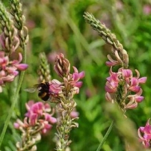 Эспарцет песчанный Павловский (1 уп. - 100 гр) - ООО «Семена Тут»