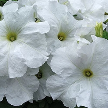 Петуния грандифлора Лимбо Джи Пи Вайт [5000 драже] - ООО «Семена Тут»