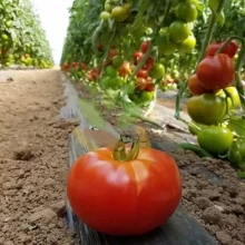 Томат Раннер F1 - ООО «Семена Тут»