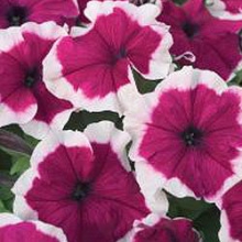Петуния грандифлора Хулахуп Бургунди [1000 драже] - ООО «Семена Тут»
