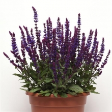 Шалфей дубравный Сальваторе Блю [1000 шт] - ООО «Семена Тут»