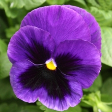 Виола крупноцветковая Пауэр Блю виз Блотч [100 шт] - ООО «Семена Тут»