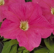 Петуния грандифлора Игл Пинк [100 драже] - ООО «Семена Тут»
