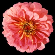 Цинния Мастер Пинк [250 шт] - ООО «Семена Тут»