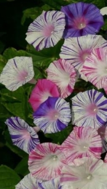 img-1: Ипомея Карнавал в Венеции - ООО «Семена Тут»