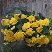 Бегония клубневая Сан Дансер Еллоу [1000 драже] - ООО «Семена Тут»