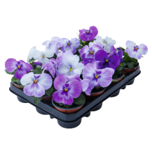 img-2: Виола крупноцветковая Инспайер Плюс Марина Лавендер [1000 шт] - ООО «Семена Тут»