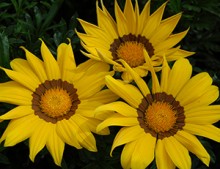 Газания Энорма Еллоу Виз Ринг [100 шт] - ООО «Семена Тут»