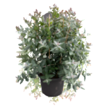 Эвкалипт Стикс [100 шт] - ООО «Семена Тут»