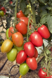 img-1: Томат Гранадеро F1 - ООО «Семена Тут»