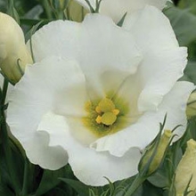 Эустома Сапфир Вайт [250 драже] - ООО «Семена Тут»