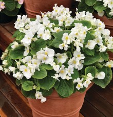 img-1: Бегония вечноцветущая Волюмия Вайт [1000 шт] - ООО «Семена Тут»