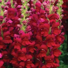 Львиный зев Опус 3/4 Ред [1000 шт] - ООО «Семена Тут»