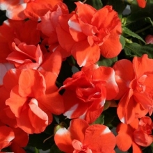 Бальзамин махровый Афина Оранж Флэш [1000 шт]* - ООО «Семена Тут»