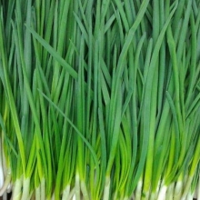 Лук на зелень Лонг Уайт Кошигая - ООО «Семена Тут»