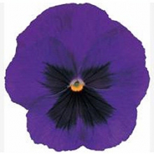 Виола крупноцветковая Пауэр Дип Блю виз Блотч [1000 шт] - ООО «Семена Тут»